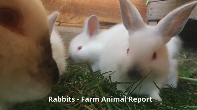 Video thumbnail for Baby Rabbits Eating Grass in Their Pen