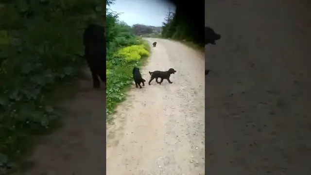 Video thumbnail for How to keep your dog cool in hot weather