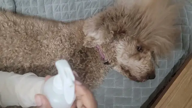 Video thumbnail for HOW TO TAKE CARE OF POODLE COAT