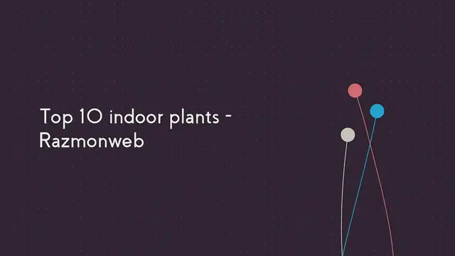Video thumbnail for Top 10 indoor plants - Razmonweb