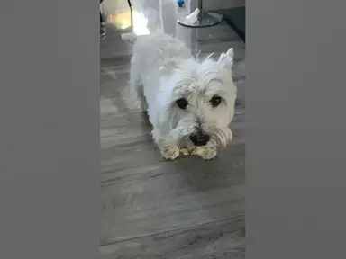 'Video thumbnail for Maltipoo Drama: When the Westie Steals Her Bone!'