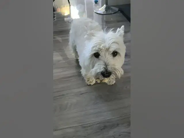 'Video thumbnail for Maltipoo Drama: When the Westie Steals Her Bone!'