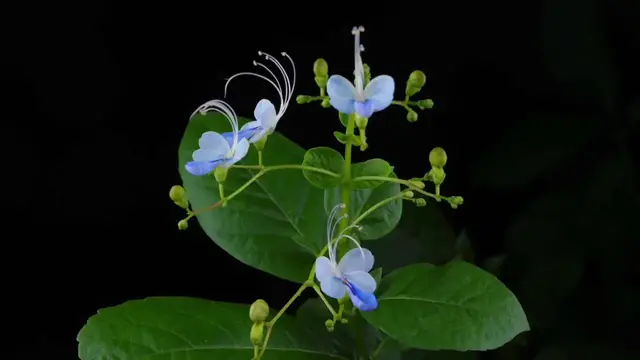 Video thumbnail for China: Time-lapse: Watch this flower bloom like a butterfly.