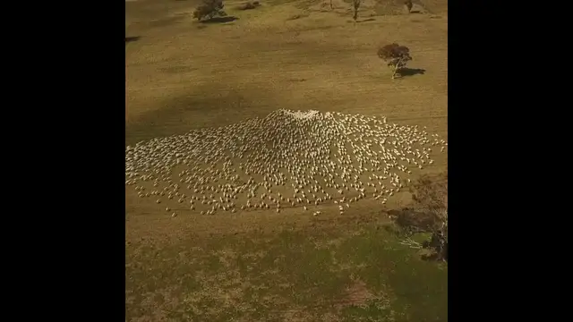'Video thumbnail for Australian farmer draws heart with sheep in tribute to aunt'