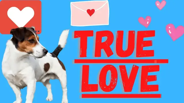 Video thumbnail for Jack Russell Terriers (10 Surprising Ways Jack Russell's Show Love Towards You)
