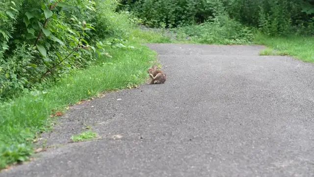 Video thumbnail for Rabbit on a trail.