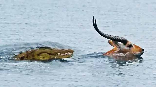 Video thumbnail for Buck Swims for Its Life from Crocodile