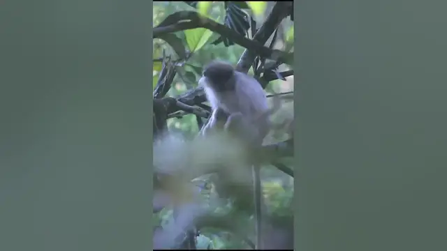 Video thumbnail for White Monkey #shorts