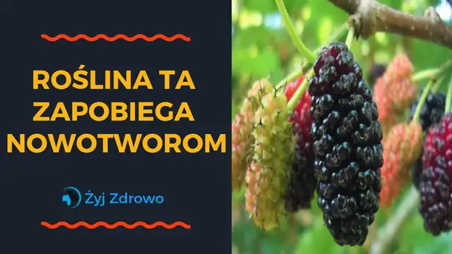 Video thumbnail for ✅ Roślina ta rośnie wszędzie i zapobiega nowotworom ✅
