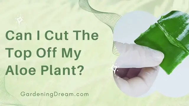 Video thumbnail for Can I Cut The Top Off My Aloe Plant