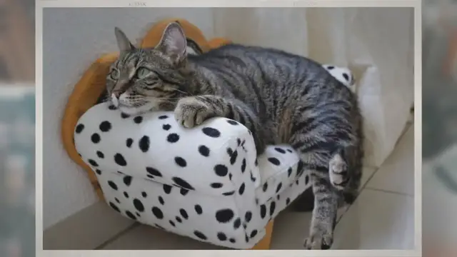 Video thumbnail for Can Hotels Charge for Emotional Support Animals?