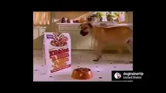 'Video thumbnail for Balance a Treat Dog training, house training for dogs #dogtraoningtricks #dogtrainertip #dogtraining'