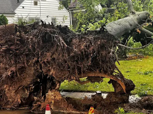 Video thumbnail for Powerful winds topple huge tree onto Union County home, family escapes serious injury