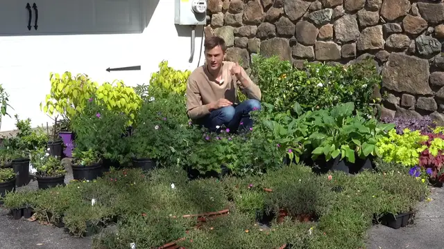 Video thumbnail for DEER RESISTANT PLANTS - Traits of Plants Less Favored by Deer