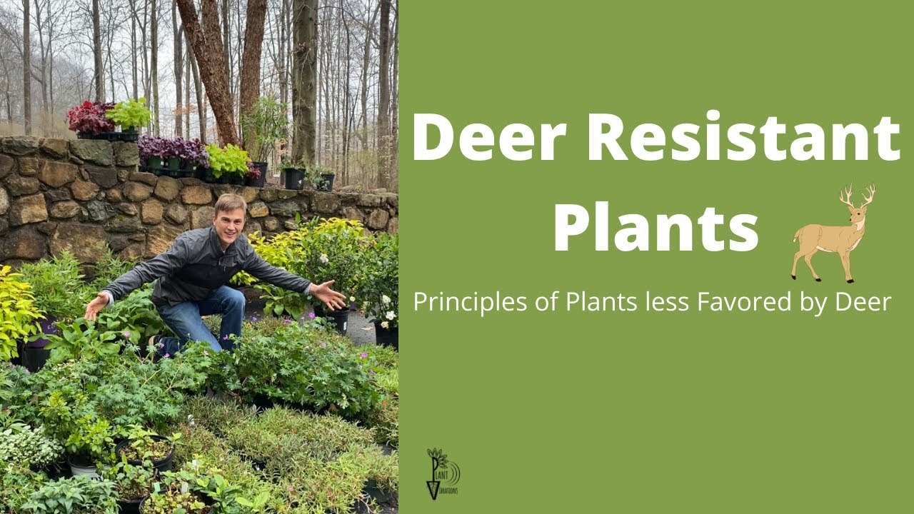 Video thumbnail for DEER RESISTANT PLANTS - Traits of Plants Less Favored by Deer