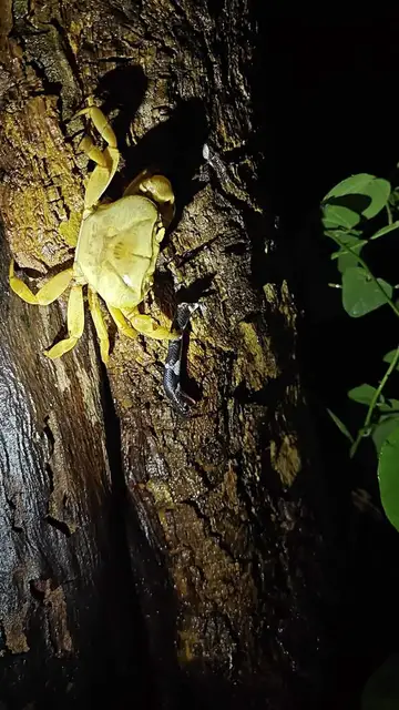 Video thumbnail for Freshwater Crab Devours Venomous Common Krait at Night