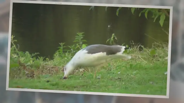 Video thumbnail for How To Get Rid Of Crabgrass In The Summer