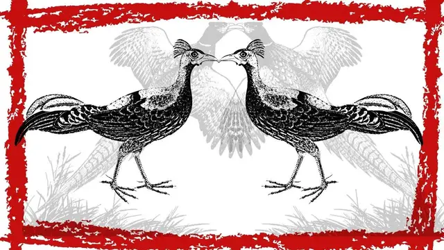 Video thumbnail for Crested Fireback (Lophura Ignita) Pheasant Call | Crested Fireback Video | Crested Fireback Sound