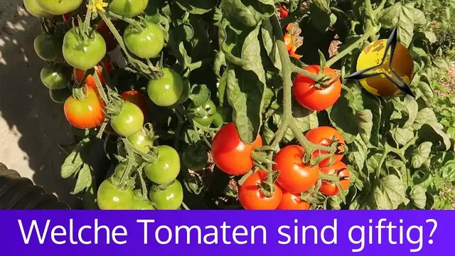 Video thumbnail for Unreife Tomaten: Sind grüne Tomaten giftig