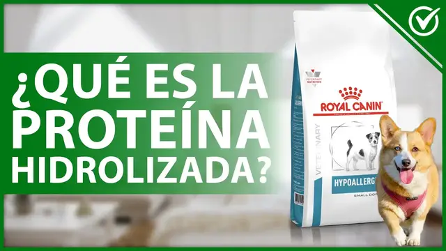 'Video thumbnail for 🐶 PROTEÍNA HIDROLIZADA: Qué es, para qué sirve, dosis y vía de administración 🥩🐶'