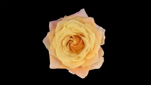 Video thumbnail for Time Lapse of Opening Flowers Multiple