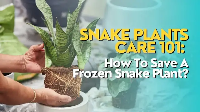 'Video thumbnail for Snake Plants Care 101: How To Save A Frozen Snake Plant?'