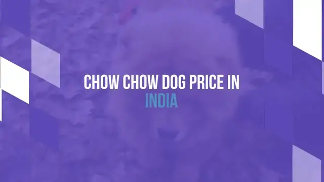 'Video thumbnail for Chow Chow Dog Price In India [How To Buy In The Cheapest Way in 2022]'