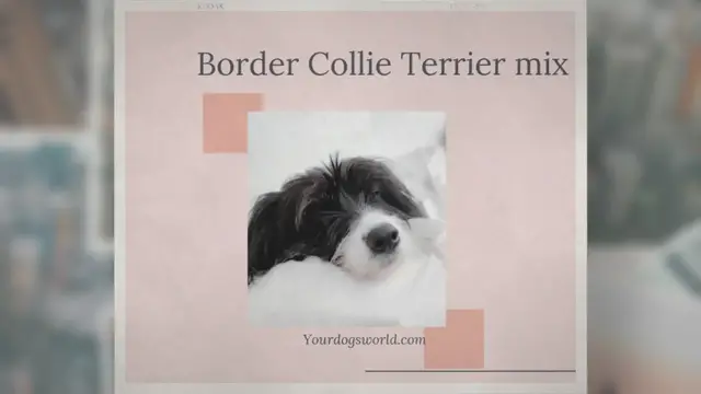 'Video thumbnail for Border Collie Terrier Mix – What You Can Expect?'
