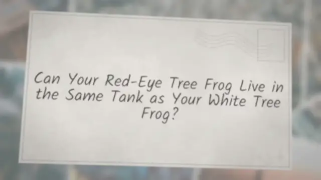 'Video thumbnail for Can Your Red-Eye Tree Frog Live in the Same Tank as Your WhiteTree Frog?'