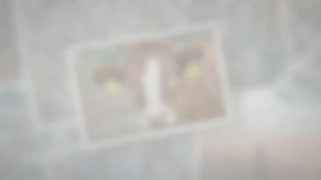 Video thumbnail for Do Cows Lay Down When It Rains?