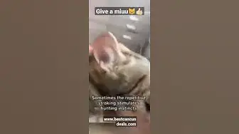 Video thumbnail for Dont do this to #cats !😰😸bite their owners 😱😥😱#shorts