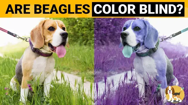 Video thumbnail for Can Beagles See Colors? This is How they See the World!