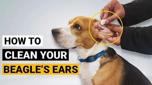 'Video thumbnail for How to Clean your Beagle's Ears (Beagle Grooming Part 4)'