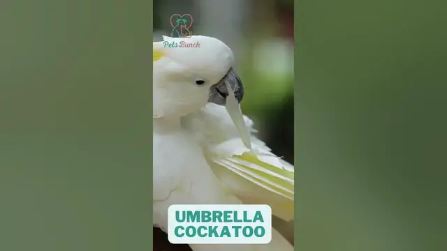 Video thumbnail for 10 Most Expensive Bird Breeds #shorts #birds #pets #petlover