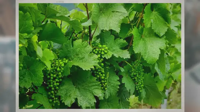 Video thumbnail for Will Grapes Ripen Off the Vine?