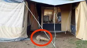 Video thumbnail for Huge Monitor Lizard Scaring Tourists In Their Tent
