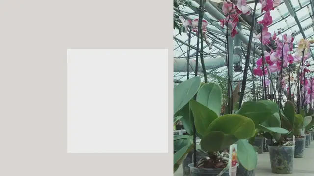 Video thumbnail for El cultivo del sabor más popular del mundo está en auge