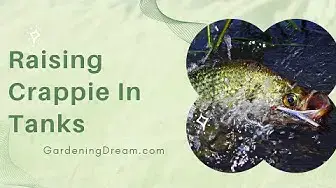 Video thumbnail for Raising Crappie In Tanks