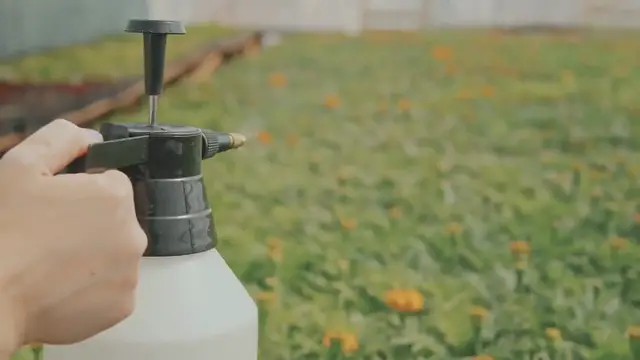 Video thumbnail for Snowmound Spirea Watering Needs