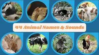 Video thumbnail for 44 Animal Names and Sounds