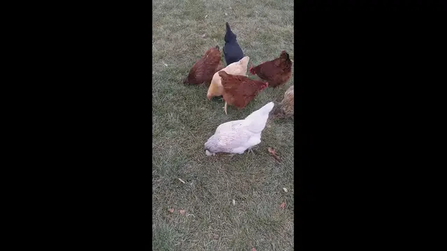 Video thumbnail for Feeding Chickens in the Wind