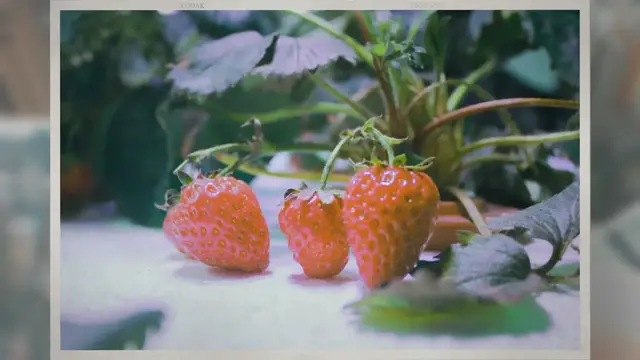 Video thumbnail for What Is Diamond Nectar?