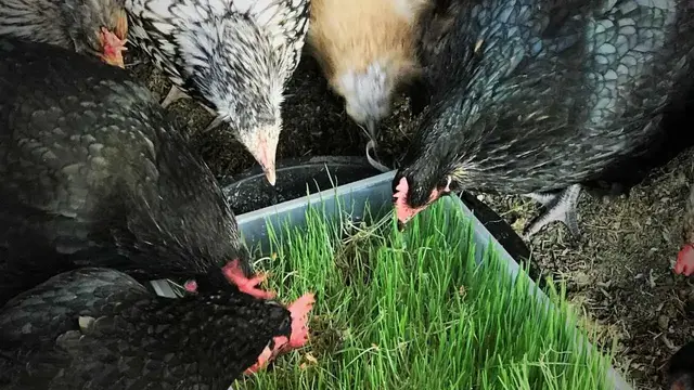 'Video thumbnail for HOW TO MAKE CHICKEN FODDER  IN 7 DAYS - STEP BY STEP INSTRUCTIONS'