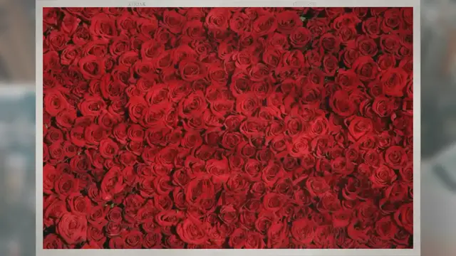 Video thumbnail for Can Roses Be Poisonous?