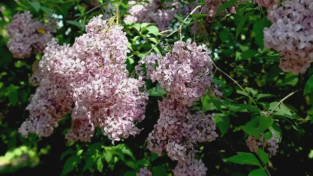 Video thumbnail for California Native Shrubs