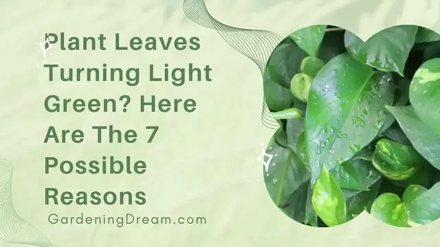 Video thumbnail for Plant Leaves Turning Light Green Here Are The 7 Possible Reasons