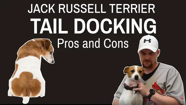 Video thumbnail for Jack Russell Terrier Tail Docking: Pros & Cons #jackrussellterrier #jackrussellterrier #jrt
