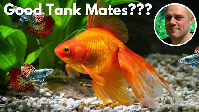Video thumbnail for Can Guppies Live With Goldfish? WILL THIS COMBINATION WORK OR END IN DISASTER?