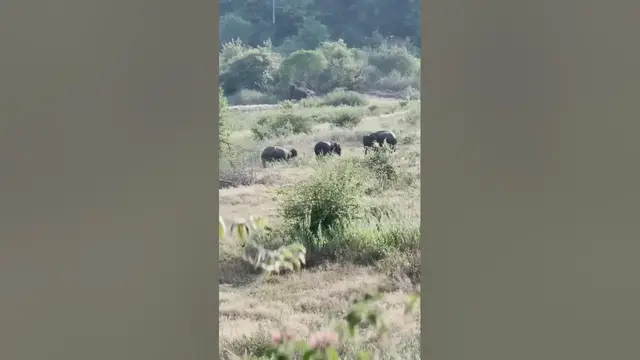 Video thumbnail for Sri Lankan Elephants in Maduru Oya #shorts