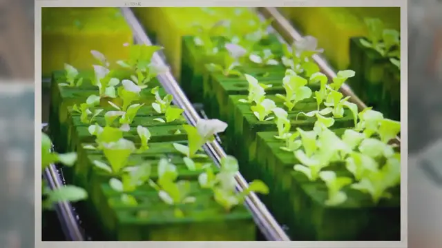 Video thumbnail for How Is Hydroponics Sustainable?